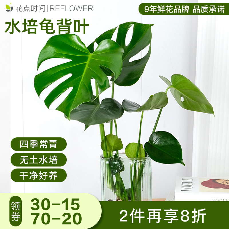 花点时间水培龟背叶盆栽家用室内好养干净绿植龟背竹植物ins风