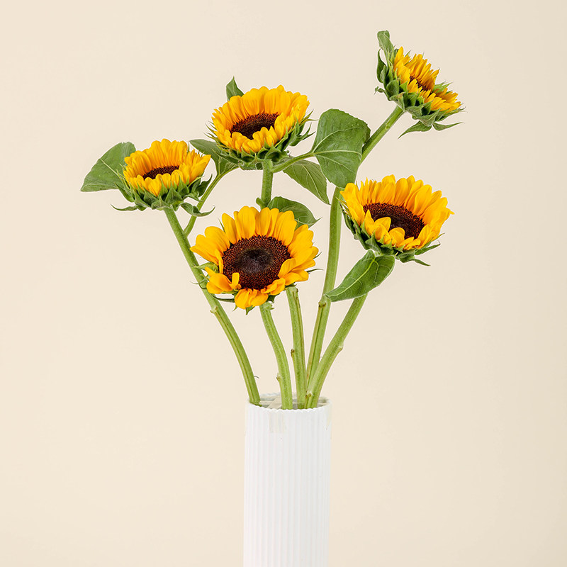 热销非洲菊_花点时间向日葵非洲菊单品鲜花速递同城配送云南基地直发