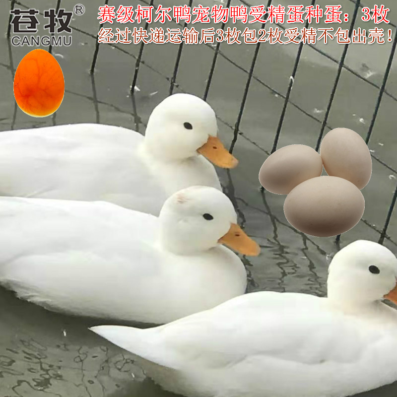 柯尔三枚受精蛋种蛋网红宠物鸭蛋