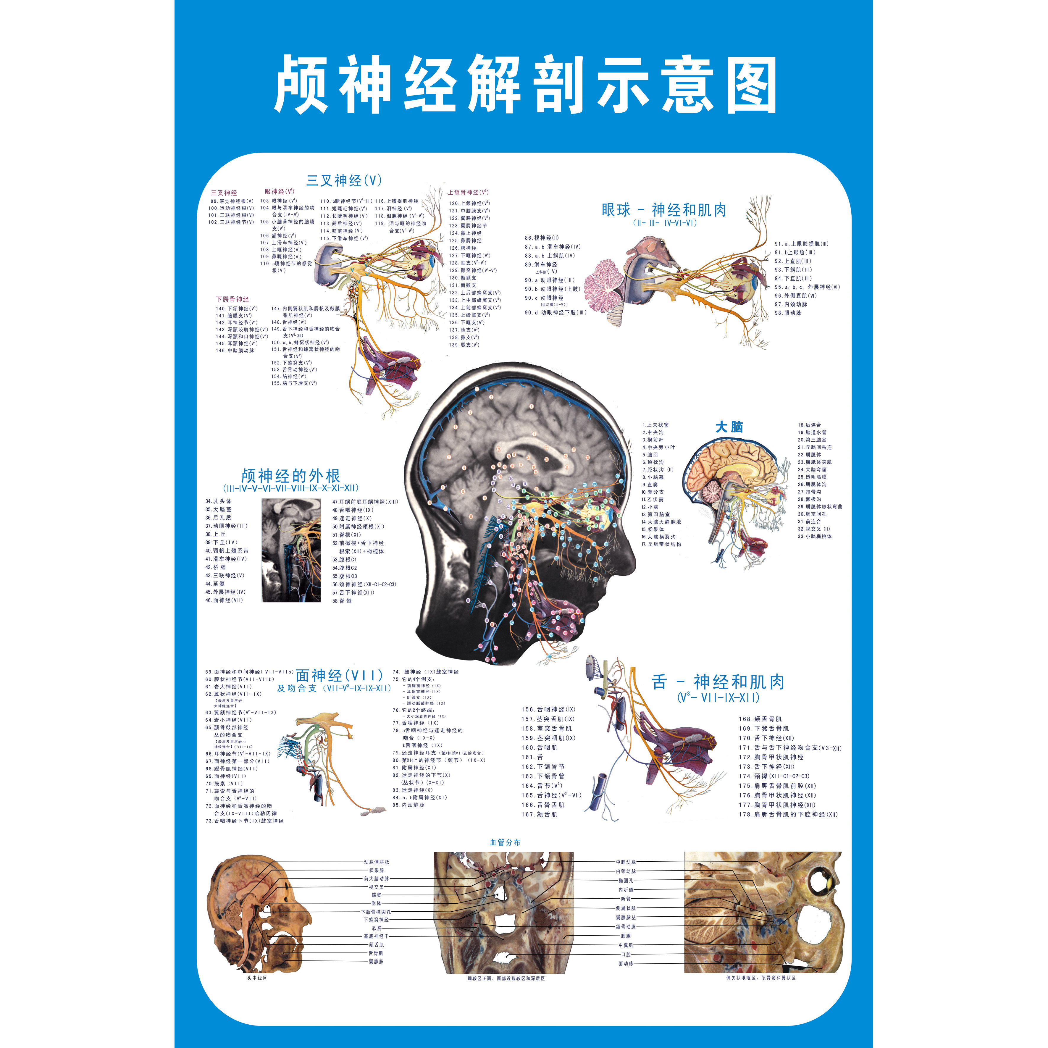 医院解剖学知识文化海报 头部大脑颅神经解剖图 医学院教学宣传画