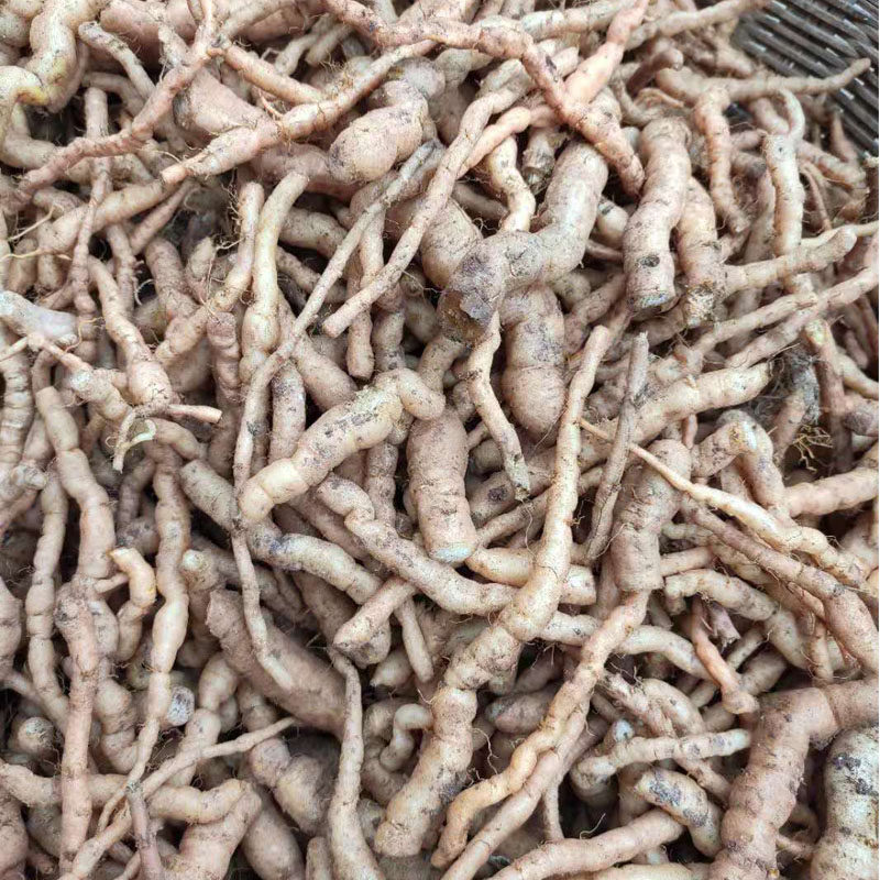 伏牛山新鲜地黄现挖现发地黄蒲公白茅根紫花地丁四鲜汤凉茶