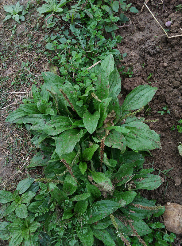 新鲜伏牛山野生车钱猪耳耳朵平车凉茶草整棵全其他药食同源食品