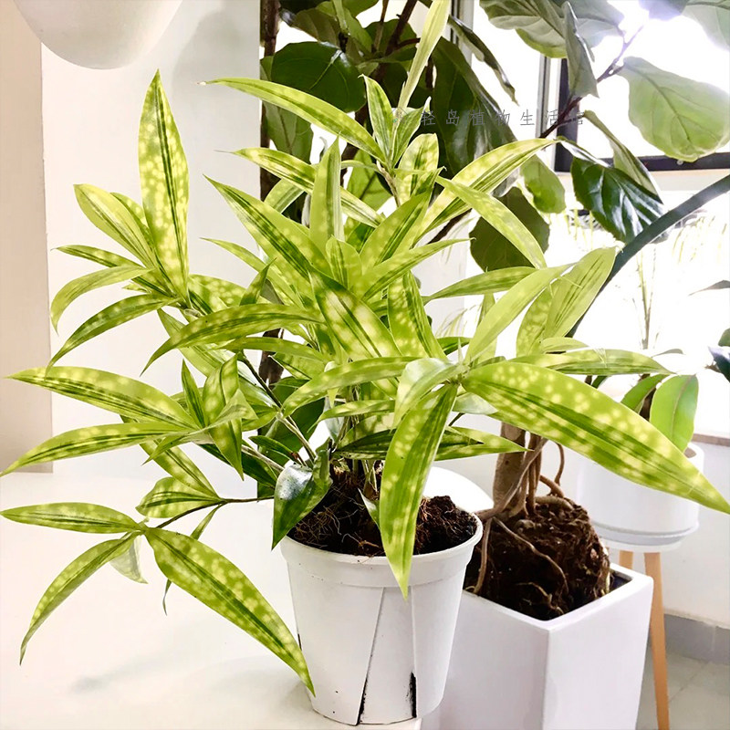 星点木盆栽油点木带锦植物星斑竹室内绿植净化空气好养窗台阳台