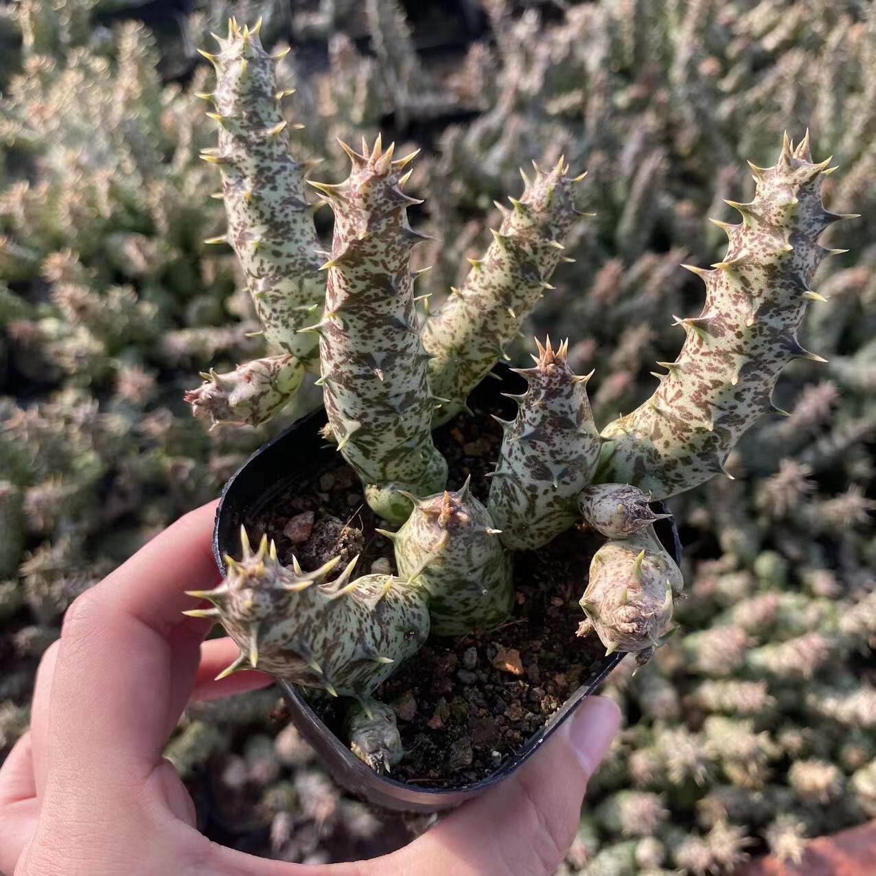 金牛角萝藦科植物盆栽室内开花多肉植物稀有品种好养活耐旱甜甜圈