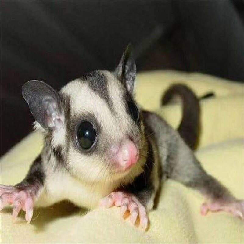 定金纯手养蜜袋鼬鼠滑翔小飞鼠幼崽小蜜宠物玩家蜜活体蜜袋鼠