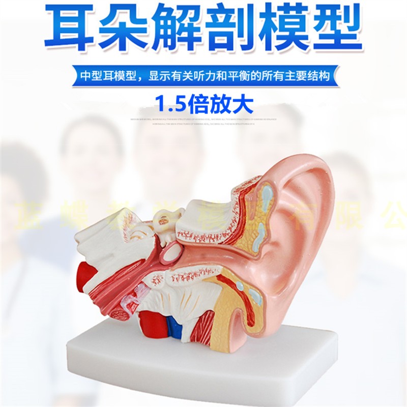耳解剖模型人体耳朵模型3倍放大中耳模型人体器官解剖