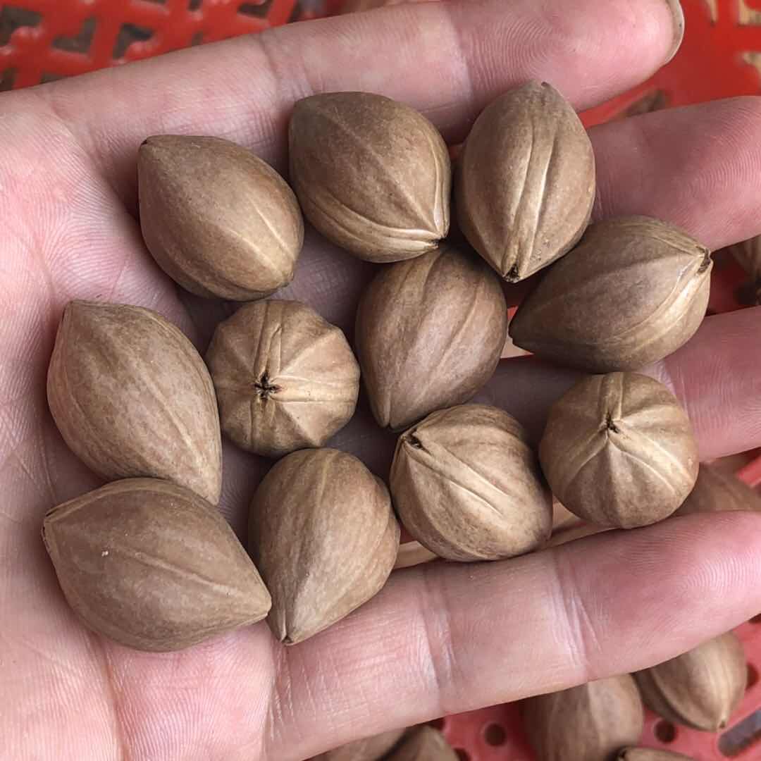 橄榄核原料梅林铁核近正圆小佛珠素串原籽桃核素核饱满圆润小直径