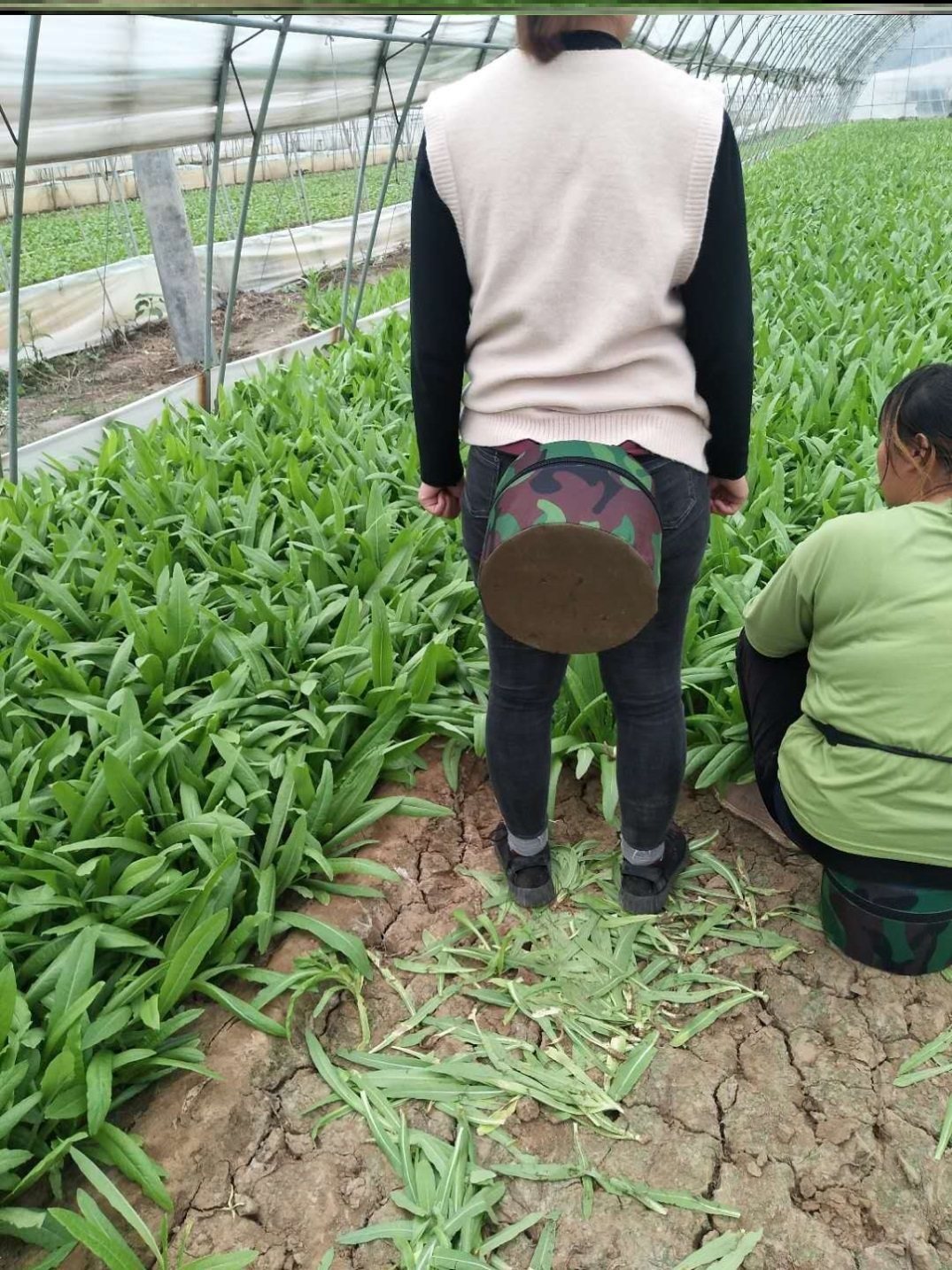 大棚干活坐的凳子屁蹲凳腰凳泡沫凳方便带的小登子种西瓜菜跟屁凳