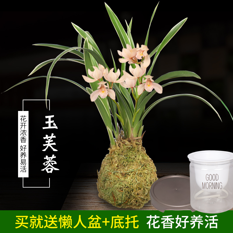 有香味的兰花苗四季兰建兰金边矮种玉芙蓉可水培兰花盆栽花卉绿植