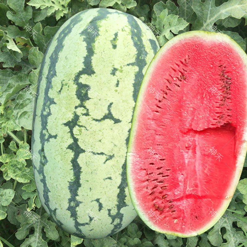 蔬菜种子宁夏硒砂瓜懒汉西瓜种籽大果产量高春秋四季阳台盆栽庭院
