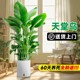 天堂鸟客厅绿植盆栽室内大型植物办公室花卉鹤望兰落地真树好养禄