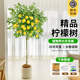 香水柠檬树盆栽带果客厅绿植大型植物室内阳台禄植四季好养除甲醛