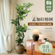 造型孟加拉榕树盆栽网红植物黄金榕室内客厅大型落地式高级感绿植