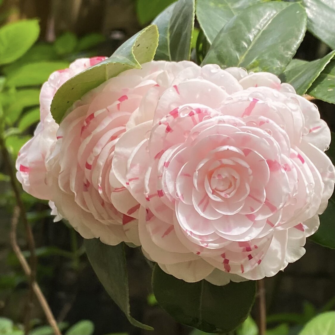 白色十八学士山茶花树苗盆栽地栽庭院阳台花卉植物室内花园好养活