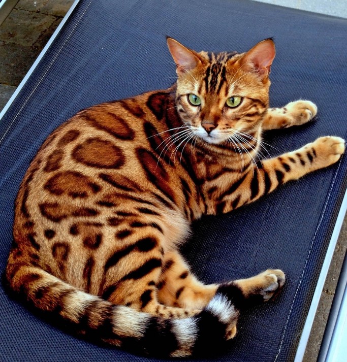 纯种孟加拉黄金豹猫幼崽免费领养活体物宠物虎斑点幼崽豹纹猫幼猫