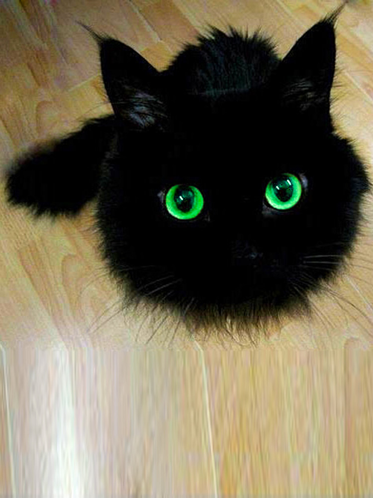 纯黑色拿破仑矮脚猫曼基康短腿绿眼睛长毛活体物赛级血统小奶猫咪