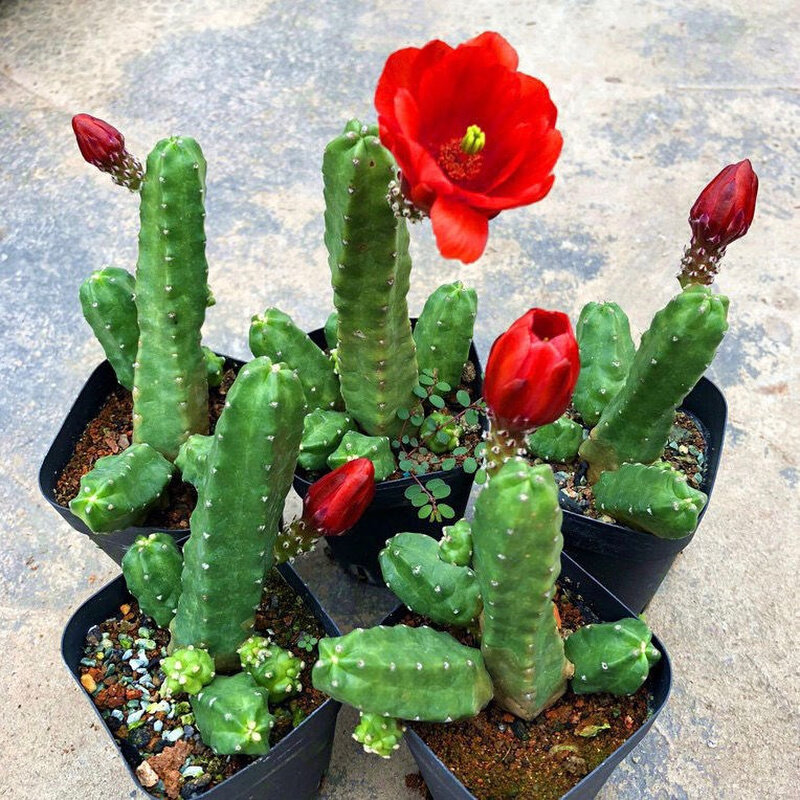 无刺桃太郎仙人掌科鹿角柱属美花角盆栽仙人球阳台花卉绿植多肉