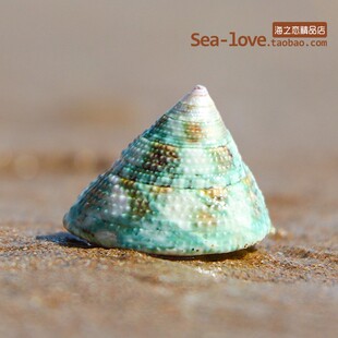绿塔螺天然贝壳海螺手工diy鱼缸造景装饰卷贝鱼寄居蟹用壳标本螺