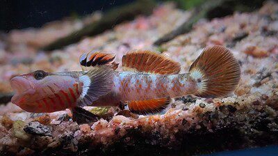 溪吻虾虎白面超红鳍小型溪吻血红虾虎鱼原生鱼观赏鱼冷水鱼免加温