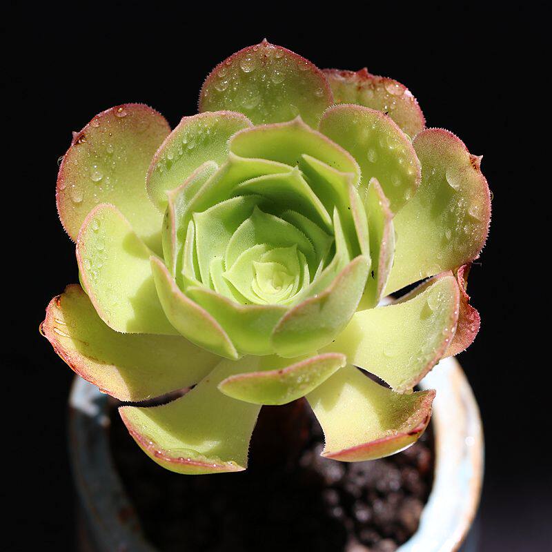 法师多肉植物_柠檬法师韶羞多肉植物新手易养室内办公桌绿植小盆栽kk