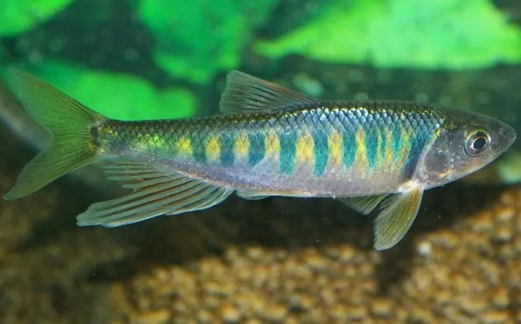 溪流长鳍鱲宽鳍鱲桃花马口活体鱼苗冷生原生鱼