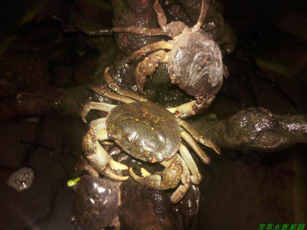 野生华溪蟹河蟹山螃蟹溪蟹水族宠物原生冷水淡水观赏活体