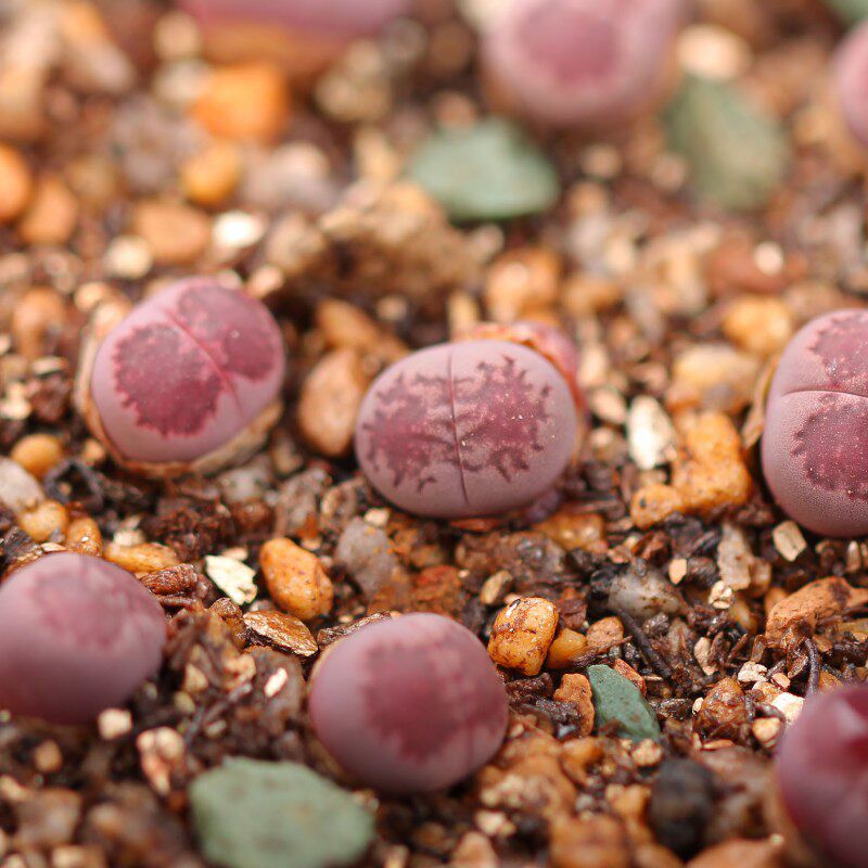 木鱼多肉植物生石花紫李夫人紫李salicolabacchus屁股多肉植物