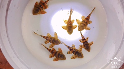 l397阿莲卡鬼面红老虎 异形鱼活体 异型鱼 观赏鱼 热带鱼 低栖鱼