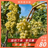 风铃儿怀来葡萄酿酒葡萄干白葡萄霞多丽20斤白葡萄食用葡萄甜葡萄 风铃儿怀来葡萄酿酒葡萄干白葡萄霞多丽20斤白葡萄食用葡萄甜葡萄