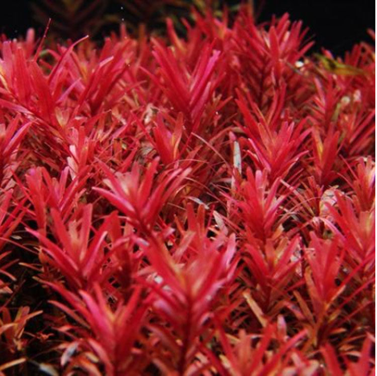 水草宫廷造景血红鱼缸活体淡水植物水族箱水草