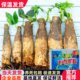 发财树树桩树头树苗室内绿植花卉阳台大盆景盆栽客厅招财独杆带盆