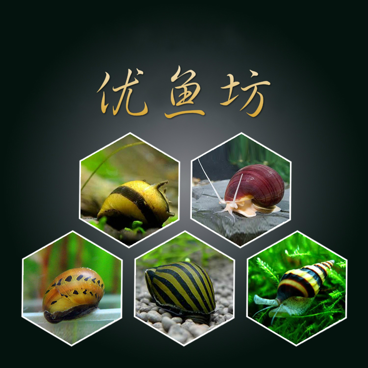 观赏螺活体水族宠物神秘螺黄金螺洋葱螺黑金刚螺杀手螺斑马鲍鱼螺|ruв категории животное/Животное питание и принадлежностей, аквариум мира, винт - от Buy2taobao.com для оказания профессиональной услуги покупки агента Taobao