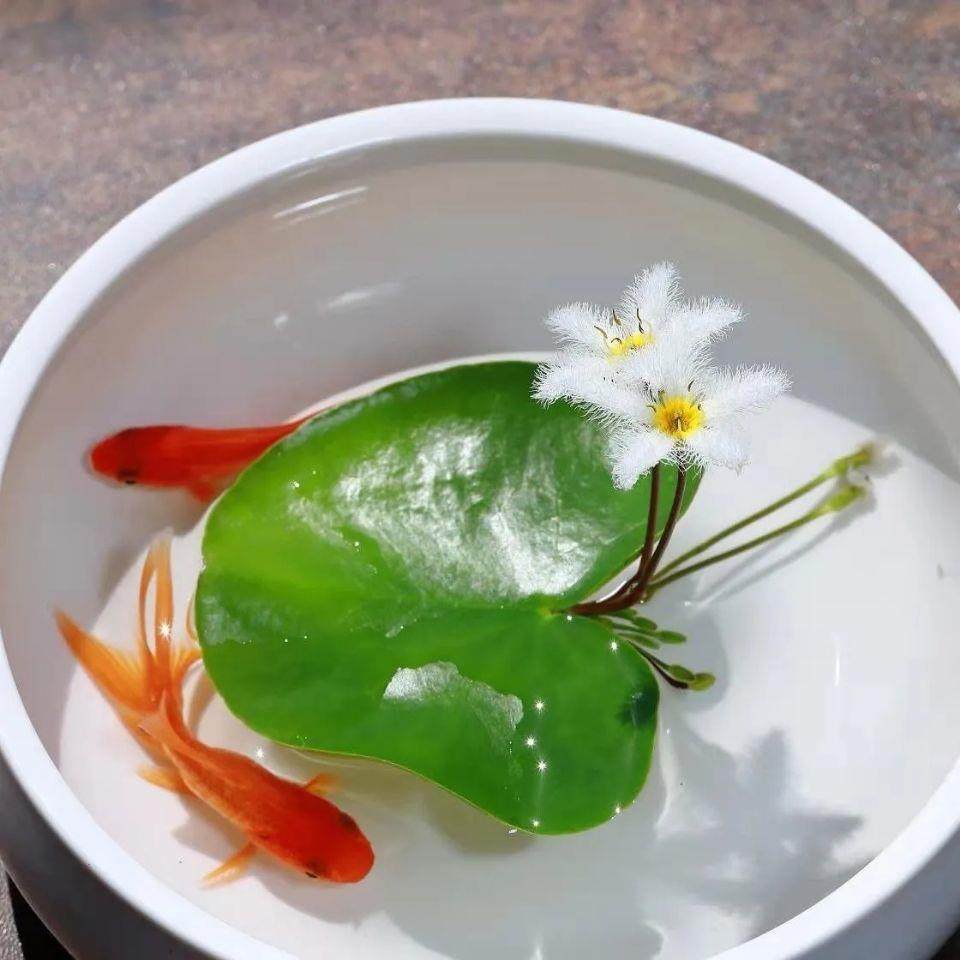 一叶莲水生植物碗莲带花苞观叶观花鱼缸睡莲阳台室内懒人好养活
