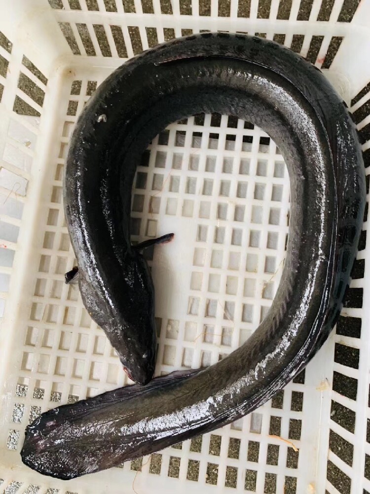 白鳝活鳗鲡青鳝白鳗河鳗鱼鲈鳗海水鳗活体花鳗蛤蟆鳗东山岛海鲜