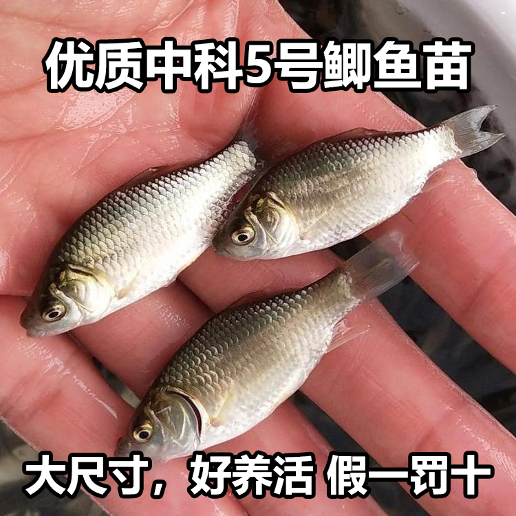 鲫鱼苗中科三号鲫鱼苗活体快大鲫土鲫