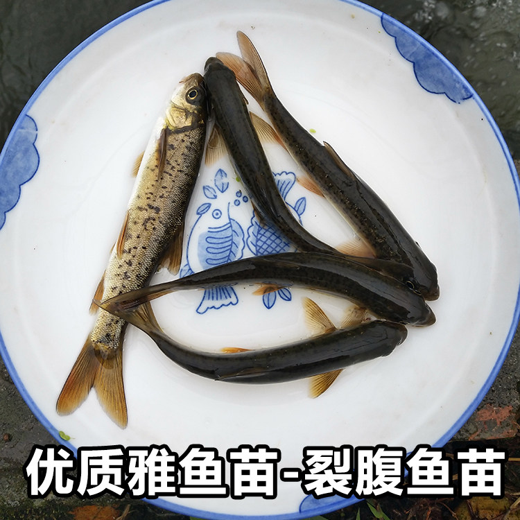 雅鱼苗 裂腹鱼苗 细鳞鱼苗 阴河阳鱼苗淡水养殖冷水特种鱼苗