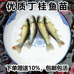 丁桂鱼苗淡水养殖食用欧洲大丁鱥鱼须鱼岁易养活丁穗鱼活体小鱼苗