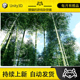 Unity Bamboo trees HDRP 竹子竹林模型场景1.0