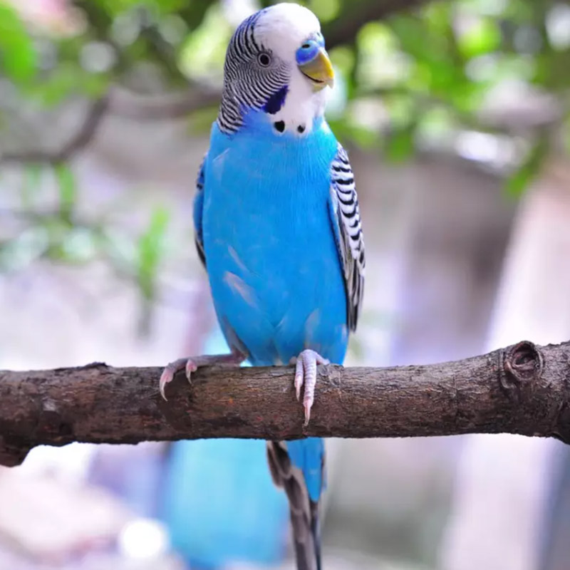 包下蛋成年可繁殖下蛋虎皮鹦鹉活鸟粮宠物鸟活物鹦鹉活体一对