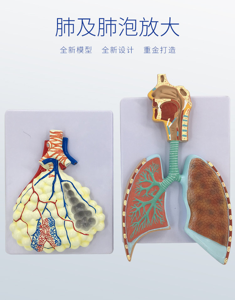 人体肺泡放大模型 人体肺解剖模型 人体呼吸系统浮雕模型 肺模型