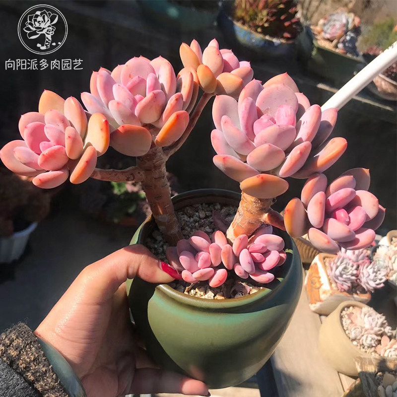 向阳派多肉园艺的优惠券大全—灰姑娘粉色少女精致甜美趣味多肉植物一