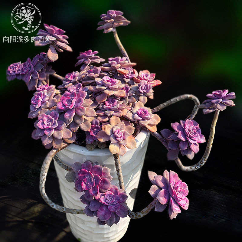 紫乐易度夏好养大老桩悬崖造型朵朵一物一拍多肉植物群生向阳派
