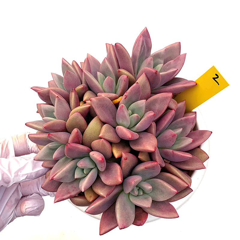 桃花源多肉植物大颗盆栽新品网红一物一拍群生向阳派花卉园艺基地