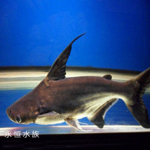 永恒水族的优惠券大全—超级短身 q版球鲨 成吉思