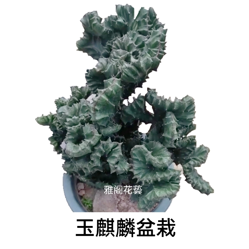 玉麒麟盆栽仙人掌绿植彩色 麒麟掌盆