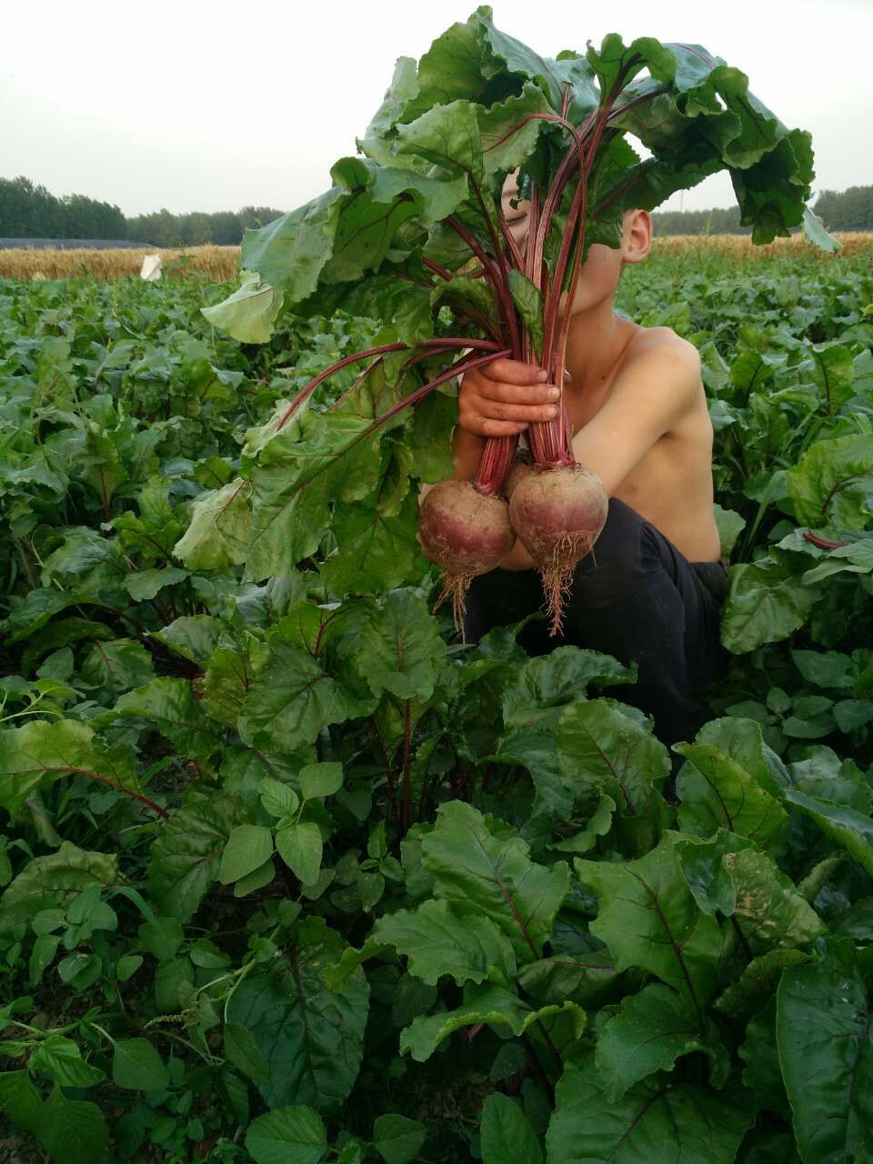2020新鮮甜菜根現拔有機紅甜菜酵素甜菜頭紫菜頭紅菜頭五斤裝在類目 水產肉類/新鮮蔬果/熟食, 新鮮蔬菜/蔬菜製品, 新鮮蔬菜, 其它中 - 來自Buy2taobao.com提供專業的淘寶代購服務
