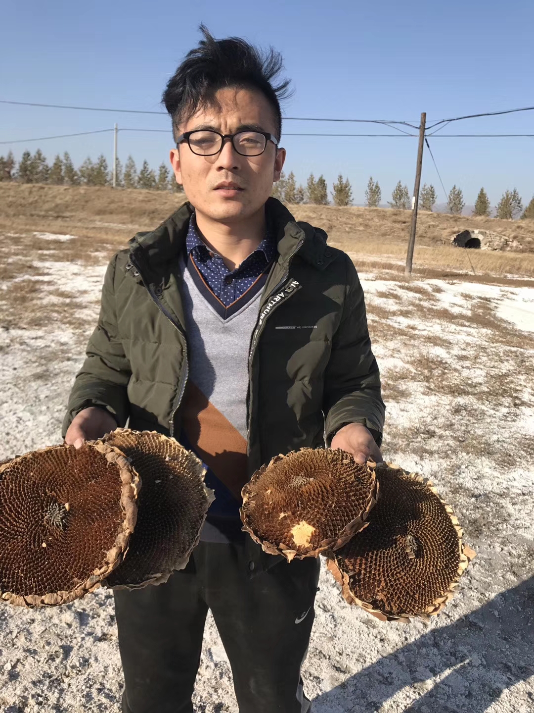 2019新鲜葵花盘盐碱地向日托花饼干向日葵盘粉降酸茶痛风尿酸高|msdalam kategori makanan ringan/Nuts/Specialty, Hickory/Nuts/pemanggangan, biji tembikai - dari Buy2taobao.com untuk memberikan perkhidmatan ejen Taobao profesional membeli