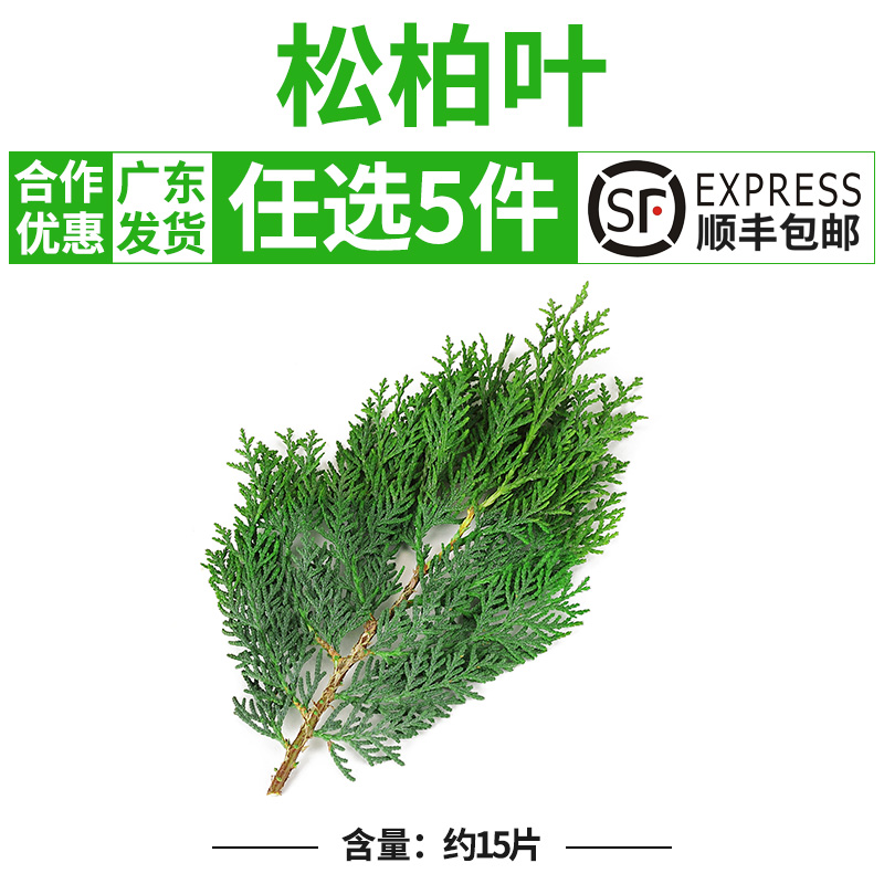 新鲜扁柏叶一盒约15枝松柏叶西餐摆盘装饰酒店装盘侧柏枝扁柏枝
