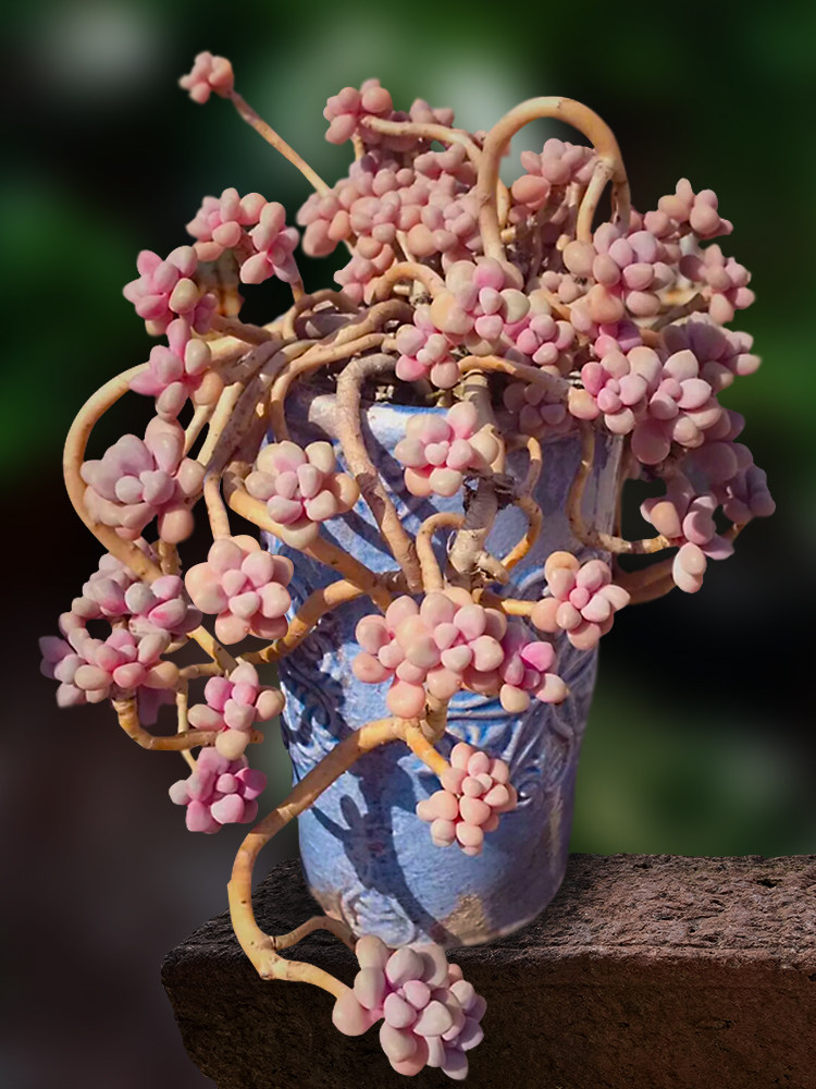 进口贵货艾伦叶片叶子悬崖老桩多肉叶插桌面新手好养小盆栽肉肉