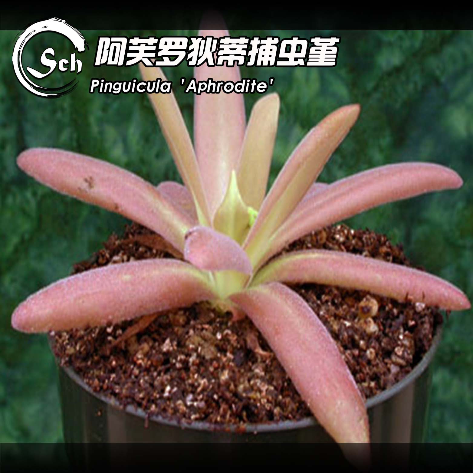 阿芙罗狄蒂捕虫堇丨pinguicula aphrodite 丨食虫植物